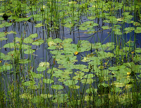 Adirondack Wetlands: Ausable River at the Adirondack Wildlife Refuge (18 July 2019)