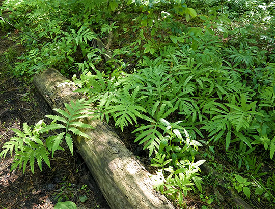 Adirondack Ferns: Sensitive Fern at the Adirondack Wildlife Refuge (18 July 2019)