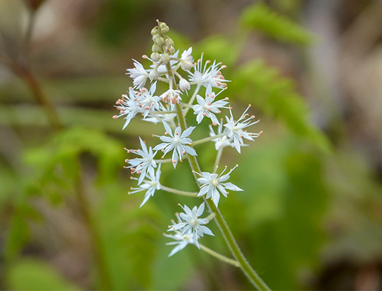 Adirondack Wildflowers: Foamflower (Tiarella cordifolia) at the Adirondack Wildlife Refuge (25 May 2018)