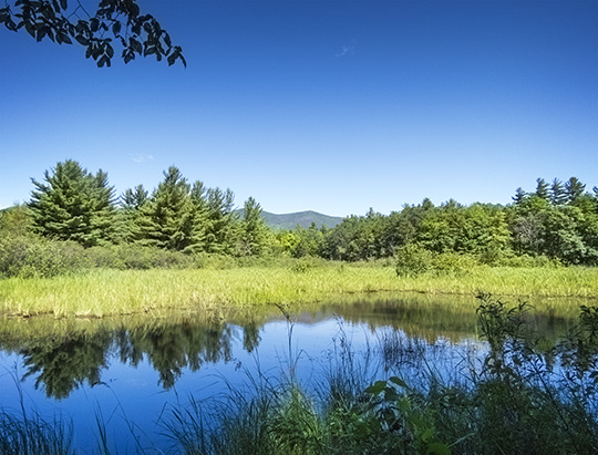 Adirondack Wetlands: Otter Slough at the Adirondack Wildlife Refuge (30 July 2017)