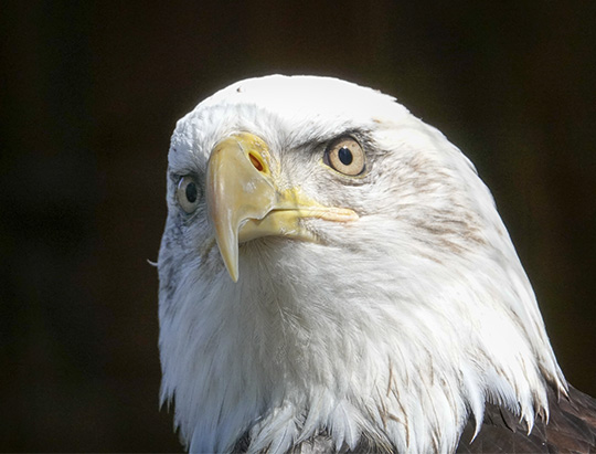 Adirondack Birds: Bald Eagle at the Adirondack Wildlife Refuge (11 May 2018)