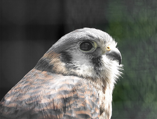 Adirondack Birds: American Kestrel at the Adirondack Wildlife Refuge (11 May 2018)