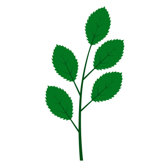 Alternate leaf arrangement