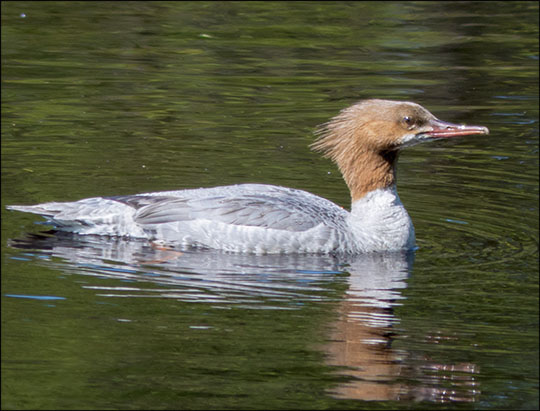 Birds of the Adirondacks: Female Common Merganser on Barnum Brook (31 May 2013)