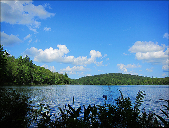 Adirondack Wetlands:  Wetland plants along Black Pond (16 August 2012)