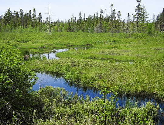 Adirondack Wetlands: Boreal bog along the Bloomingdale Bog Trail (4 June 2011)