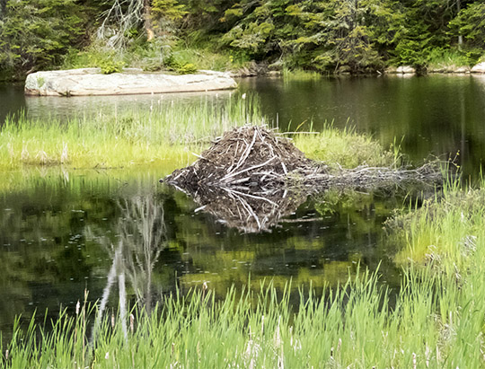 Adirondack Wetlands: Marsh on the south end of the Bloomingdale Bog Trail (4 June 2017)