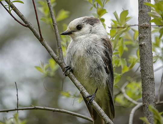 Birds of the Adirondacks: Canada Jay on the Bloomingdale Bog Trail (1 June 2018)