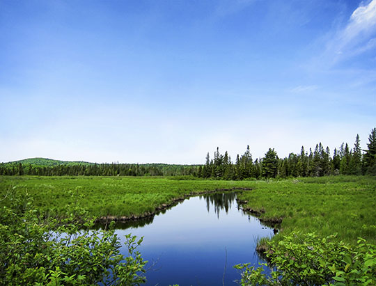 Adirondack Wetlands: Twobridge Brook on the Bloomingdale Bog Trail (4 June 2011)