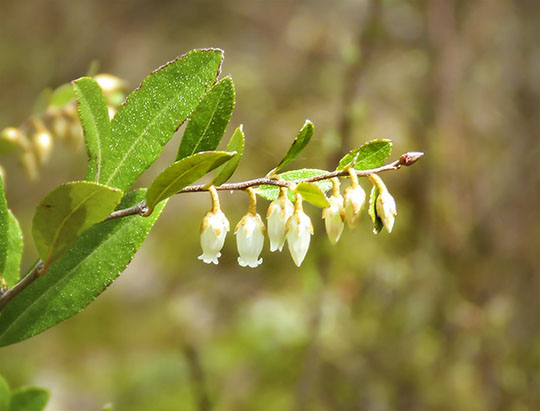 Adirondack Shrubs: Leatherleaf on the Bloomingdale Bog Trail (29 April 2017)