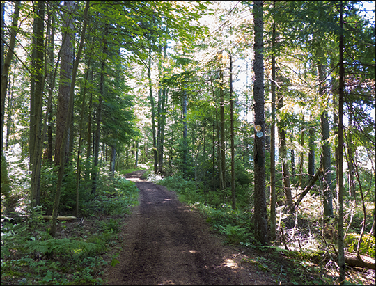 Adirondack Habitats: Mixed forest along the Bobcat  Trail at the Paul Smiths VIC