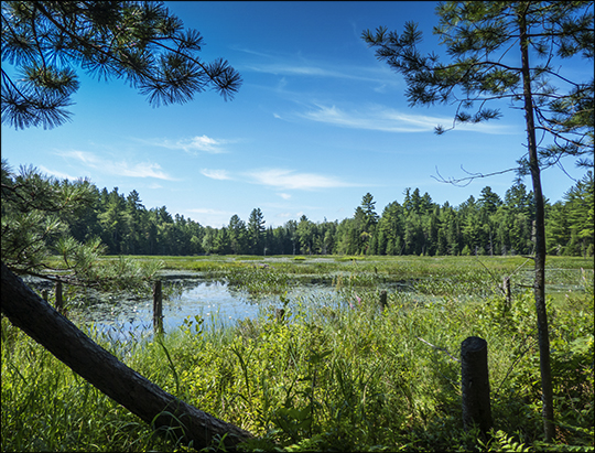 Adirondack Wetlands: Heron Marsh from the Bobcat Trail (31 July 2013)