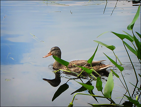 Birds of the Adirondacks:  Mallard along the Bobcat Trail (8 August 2012)