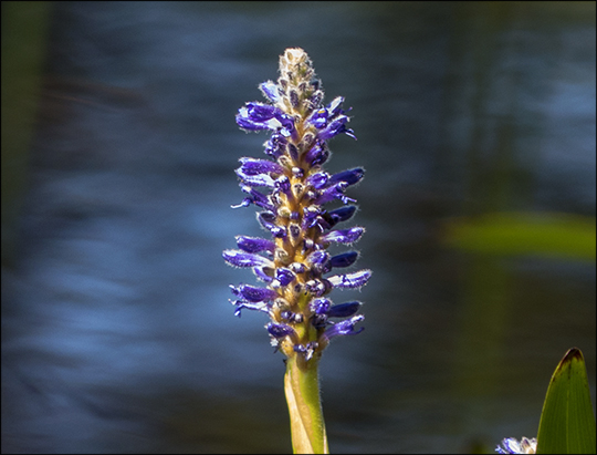 Adirondack Wildflowers: Pickerelweed on Heron Marsh  (31 July 2013)