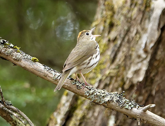 Adirondack Birds: Ovenbird on the Boreal Life Trail (19 May 2019) Adirondack Birds: Ovenbird on the Boreal Life Trail (19 May 2019)