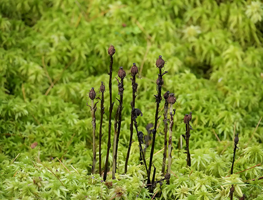 Adirondack Wildflowers: Indian Pipe on the Boreal Life Trail (7 September 2019)