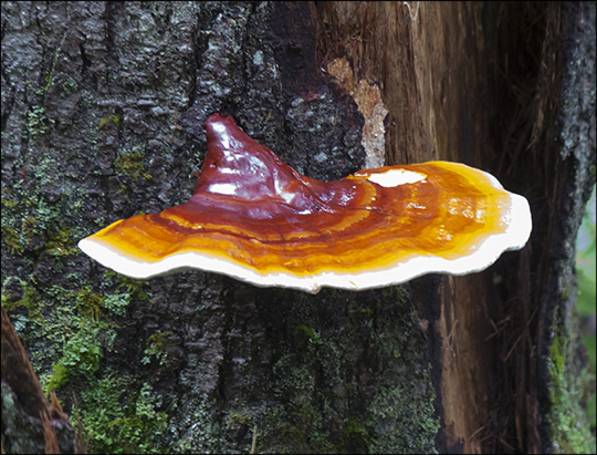 Mushrooms of the Adirondacks: Hemlock Varnish Shelf (29 June 2013) Mushrooms of the Adirondacks: Hemlock Varnish Shelf (29 June 2013)