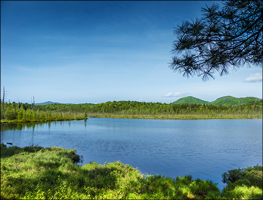 Adirondack Wetland: From the Boreal Life Trail overlook (1 June 2013) Adirondack Wetland: From the Boreal Life Trail overlook (1 June 2013)