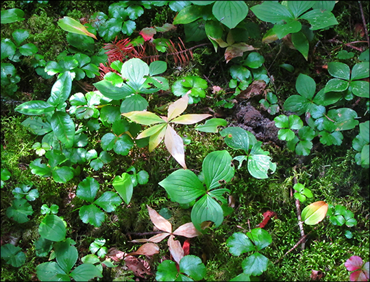 Adirondack Habitats: Starflower, Bunchberry, and Goldthread (1 September 2012) Adirondack Habitats: Starflower, Bunchberry, and Goldthread (1 September 2012)