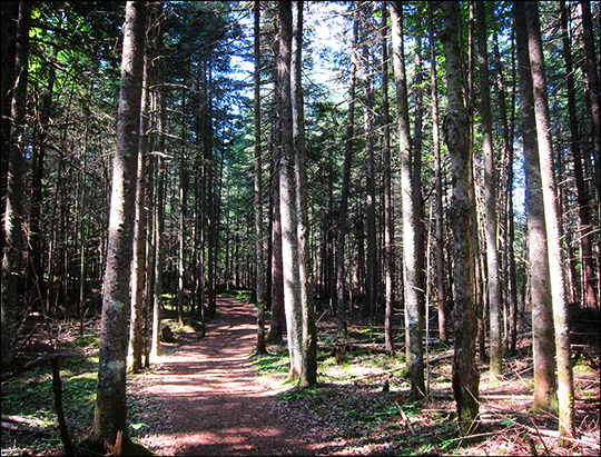 Adirondack Habitats: Conifer forest on the Boreal Life Trail (7 July 2012) Adirondack Habitats: Conifer forest on the Boreal Life Trail (7 July 2012)