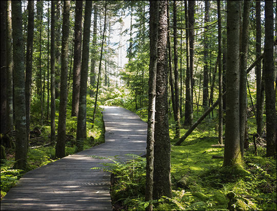 Adirondack Wetlands: Transition between mixed forest and bog (18 July 2013)