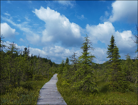 Adirondack Wetlands: Boardwalk through Barnum Bog (18 July 2013) Adirondack Wetlands: Boardwalk through Barnum Bog (18 July 2013)