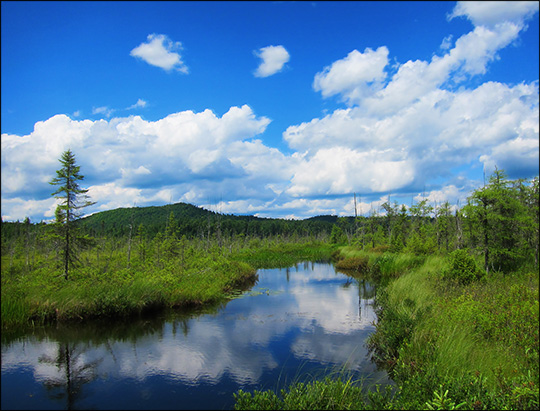Adirondack Wetlands: Barnum Brook and Barnum Bog (10 July 2012) Adirondack Wetlands: Barnum Brook and Barnum Bog (10 July 2012)