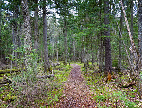 Adirondack Habitats: Conifer Forest on the Boreal Life Trail (19 May 2019)