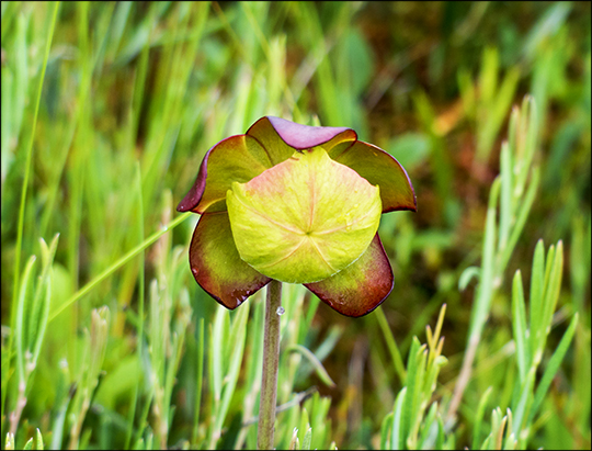 Adirondack Wildflowers: Pitcher Plant on Barnum Bog (29 July 2013) Adirondack Wildflowers: Pitcher Plant on Barnum Bog (29 July 2013)