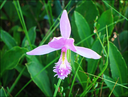 Adirondack Wildflowers:  Rose Pogonia on Barnum Bog (6 July 2012)