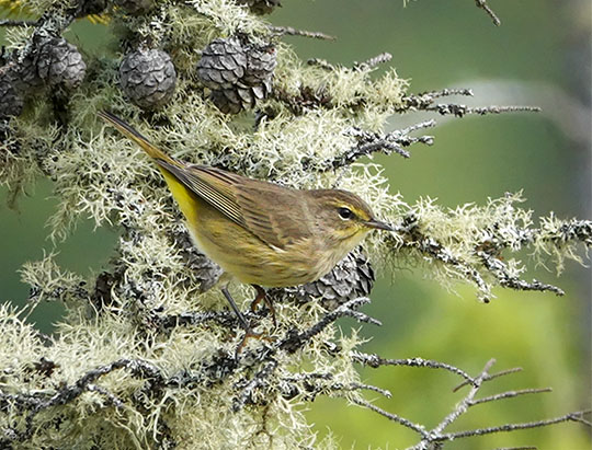 Birds of the Adirondacks: Palm Warbler on Barnum Bog (7 September 2019)