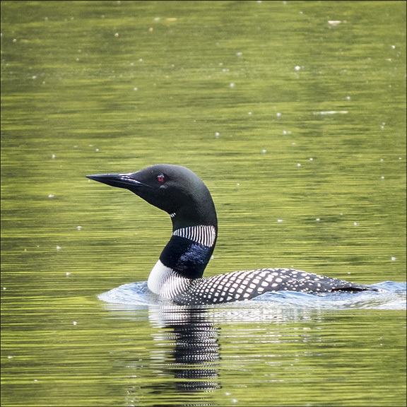 Birds of the Adirondacks: Common Loon on Black Pond (26 May 2015). Click for a larger image, opening in a new window. Birds of the Adirondacks: Common Loon on Black Pond (26 May 2015).