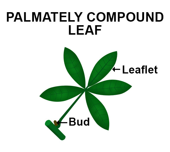 Palmately compound leaf