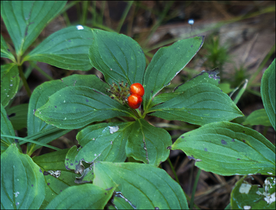 Adirondack Wildflowers: Bunchberry near the Easy Street Trail (19 August 2013) Adirondack Wildflowers: Bunchberry near the Easy Street Trail (19 August 2013)