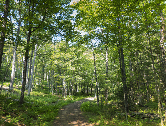 Adirondack Habitats: Deciduous forest on the Easy Street Trail (19 August 2013) Adirondack Habitats: Deciduous forest on the Easy Street Trail (19 August 2013)