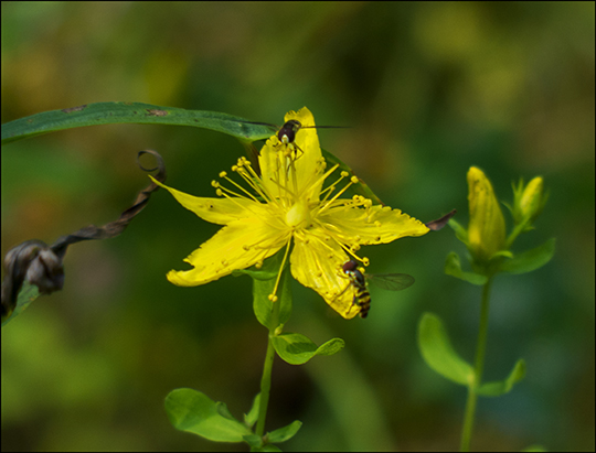 Adirondack Wildflowers: St. John's Wort on the Easy Street Trail (19 August 2013) Adirondack Wildflowers: St. John's Wort on the Easy Street Trail (19 August 2013)