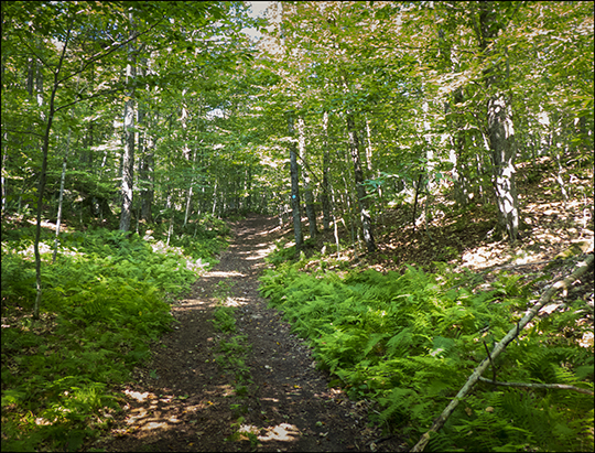 Adirondack Habitats: Ferns in deciduous forest on the Easy Street Trail (19 August 2013) Adirondack Habitats: Ferns in deciduous forest on the Easy Street Trail (19 August 2013)