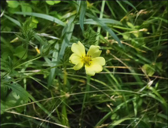 Adirondack Wildflowers: Cinquefoil in a clearing on the Easy Street Trail (16 August 2013) Adirondack Wildflowers: Cinquefoil in a clearing on the Easy Street Trail (16 August 2013)