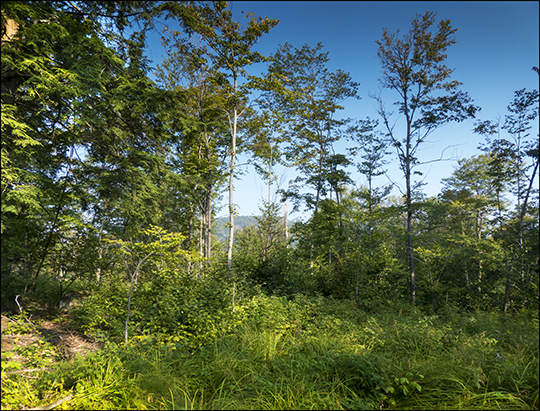 Logged area on the Esker Trail (21 August 2013) Logged area on the Esker Trail (21 August 2013)