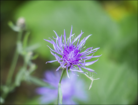 Adirondack Wildflowers: Spotted Knapweed on the Esker Trail (21 August 2013) Adirondack Wildflowers: Spotted Knapweed on the Esker Trail (21 August 2013)