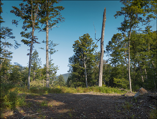 Logged area on the Esker Trail (21 August 2013)