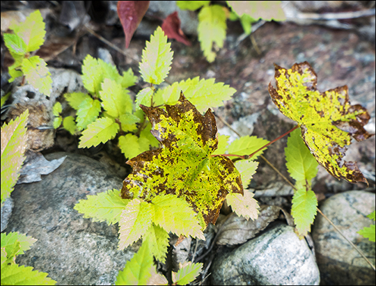 Maple leaves on the Esker Trail (21 August 2013) Maple leaves on the Esker Trail (21 August 2013)