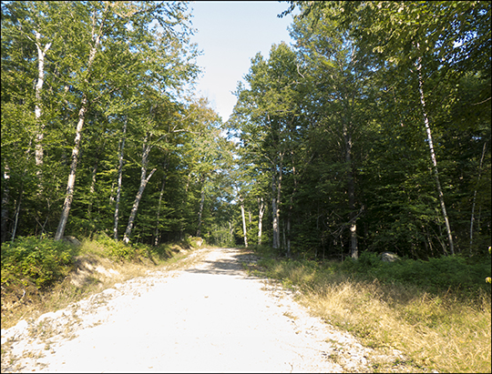 Gravel logging road leading to Log Landing (21 August 2013) Gravel logging road leading to Log Landing (21 August 2013)