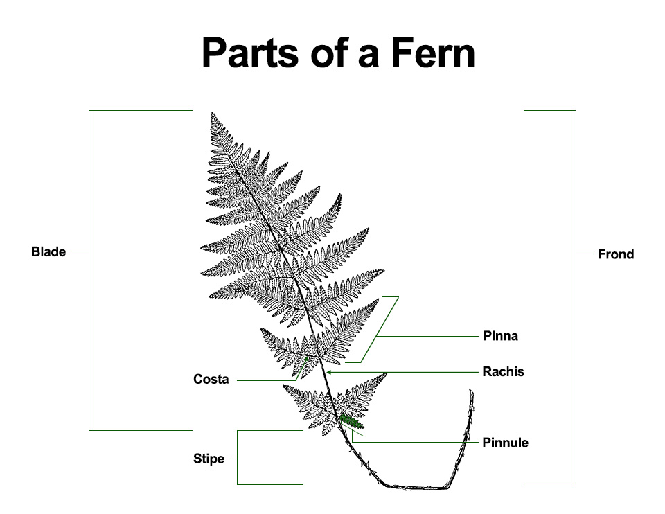 Fern Identification: Parts of a Fern
