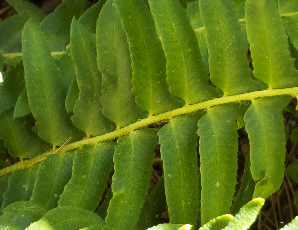 Ferns of the Adirondack Park: Christmas Fern (Polystichum acrostichoides) in the educational garden at the Paul Smith's College VIC (22 June 2014). Click for a larger image, opening in a new window. Ferns of the Adirondack Park: Christmas Fern (Polystichum acrostichoides) in the educational garden at the Paul Smith's College VIC (22 June 2014).