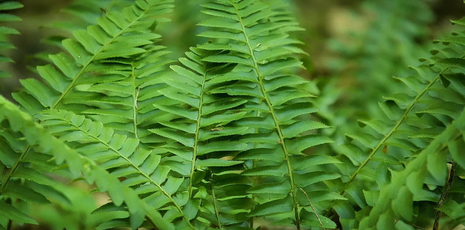 Ferns of the Adirondack Park: Christmas Fern (Polystichum acrostichoides) on the Rocky Knob Trail at Henry's Woods (18 August 2019). Click for a larger image, opening in a new window. Ferns of the Adirondack Park: Christmas Fern (Polystichum acrostichoides) on the Rocky Knob Trail at Henry's Woods (18 August 2019).