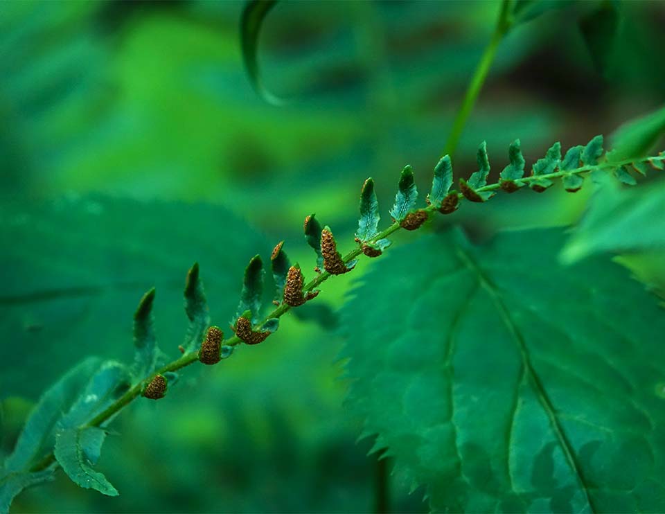 Ferns of the Adirondack Park: Christmas Fern (Polystichum acrostichoides) on the Sugar Maple Trail at Heaven Hill (8 July 2018). Click for a larger image, opening in a new window. Ferns of the Adirondack Park: Christmas Fern (Polystichum acrostichoides) on the Sugar Maple Trail at Heaven Hill (8 July 2018).