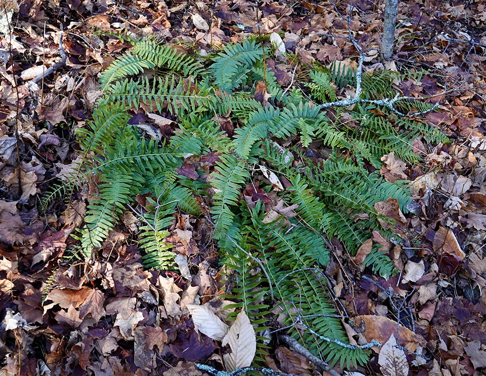 Ferns of the Adirondack Park: Christmas Fern (Polystichum acrostichoides) on the Sugar Maple Trail at Heaven Hill (29 November 2020). Click for a larger image, opening in a new window. Ferns of the Adirondack Park: Christmas Fern (Polystichum acrostichoides) on the Sugar Maple Trail at Heaven Hill (29 November 2020).