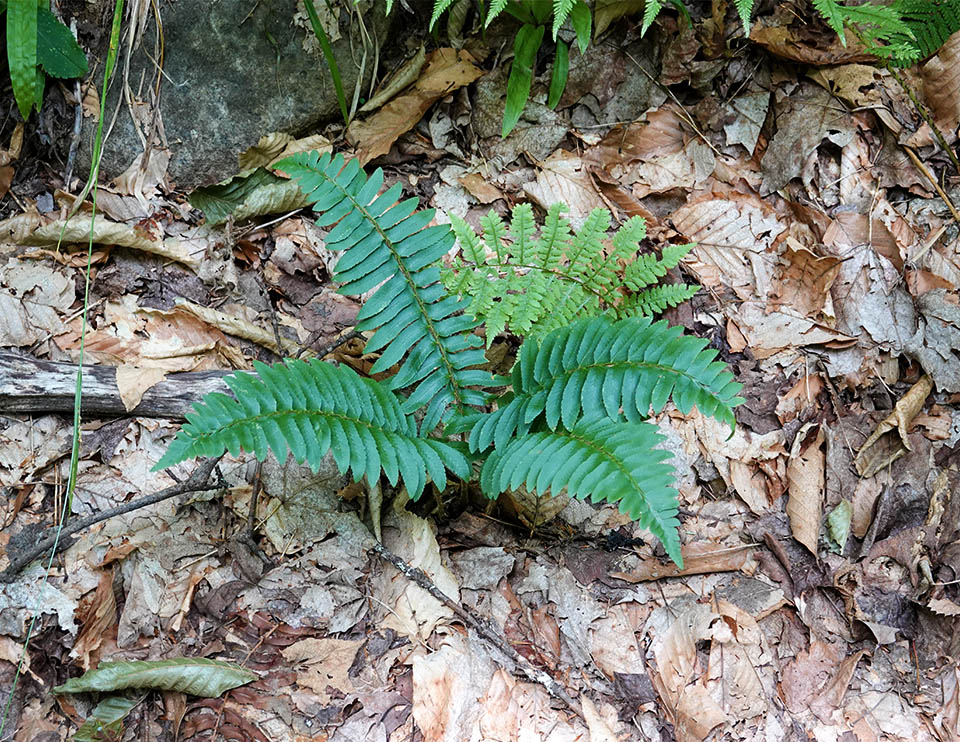 Ferns of the Adirondack Park:Christmas Fern (Polystichum acrostichoides) on the Sugar Maple Trail at Heaven Hill (8 August 2018). Click for a larger image, opening in a new window. Ferns of the Adirondack Park:Christmas Fern (Polystichum acrostichoides) on the Sugar Maple Trail at Heaven Hill (8 August 2018).