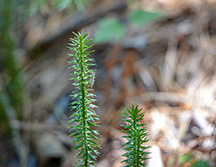 Adirondack Clubmoss: Common Bristly Clubmoss (Spinulum-annotinum) on the Sucker Brook Trail at the Adirondack Interpretive Center (5 August 2018)